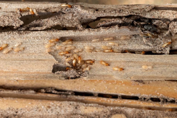 Best Commercial Pest Control Services  in Carroll Valley, PA